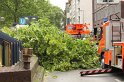 Baum umgestuerzt Koeln U Bahn Hansaring P07